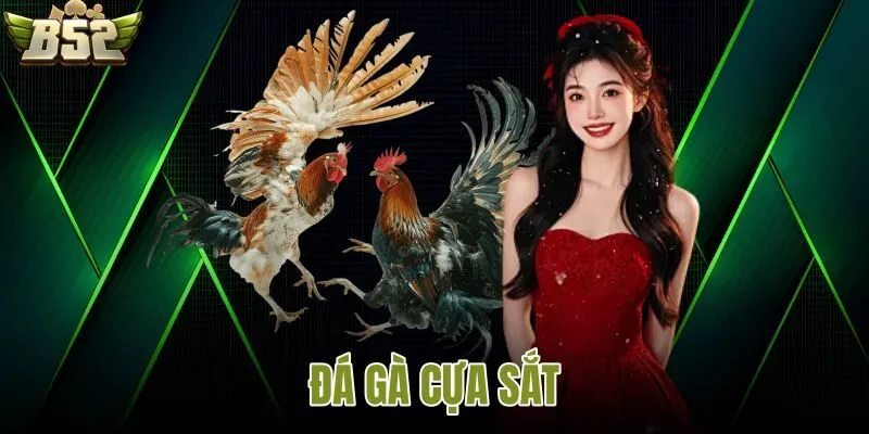 Đá gà cựa sắt B52
