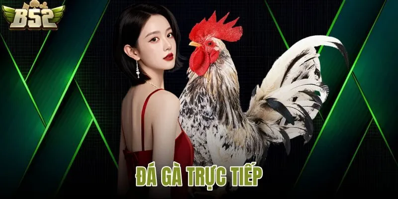 Đá gà B52 là gì?